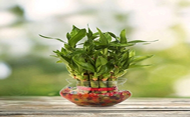 Những loại cây cảnh để bàn mang may mắn